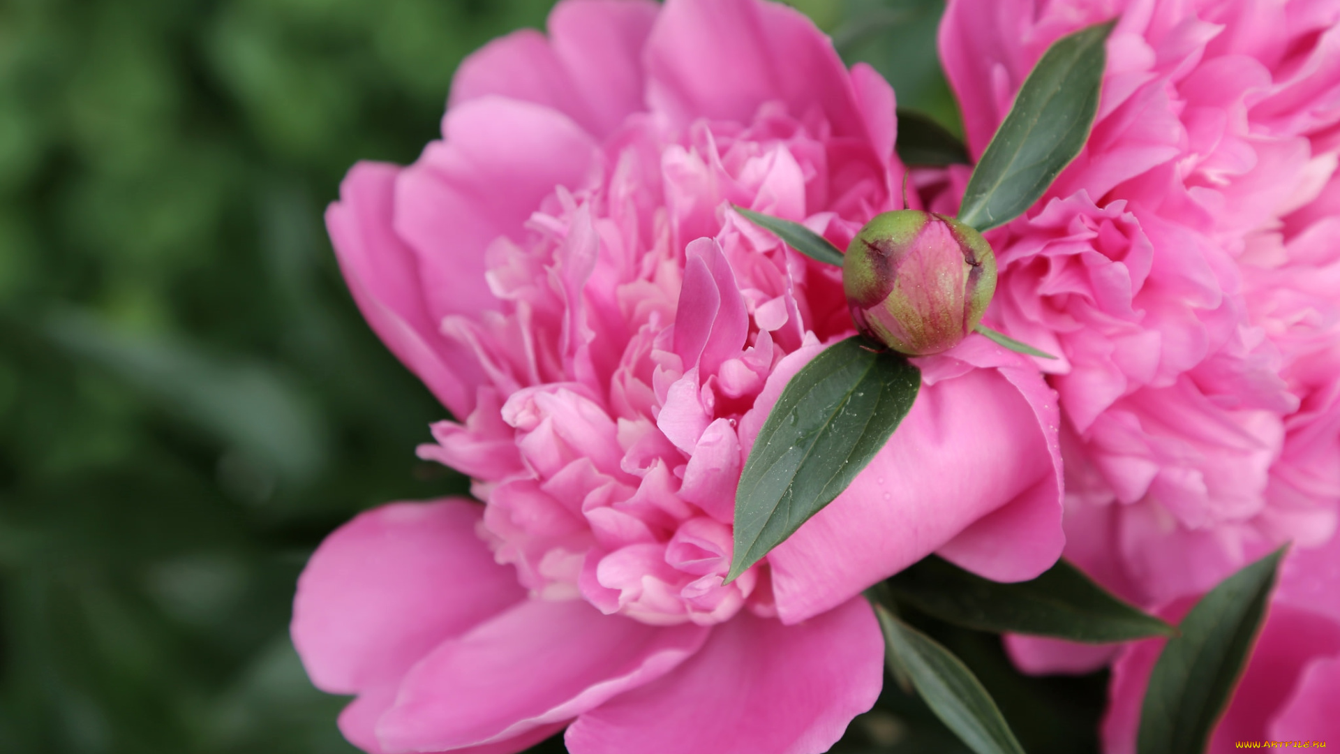 цветы, пионы, розовый
