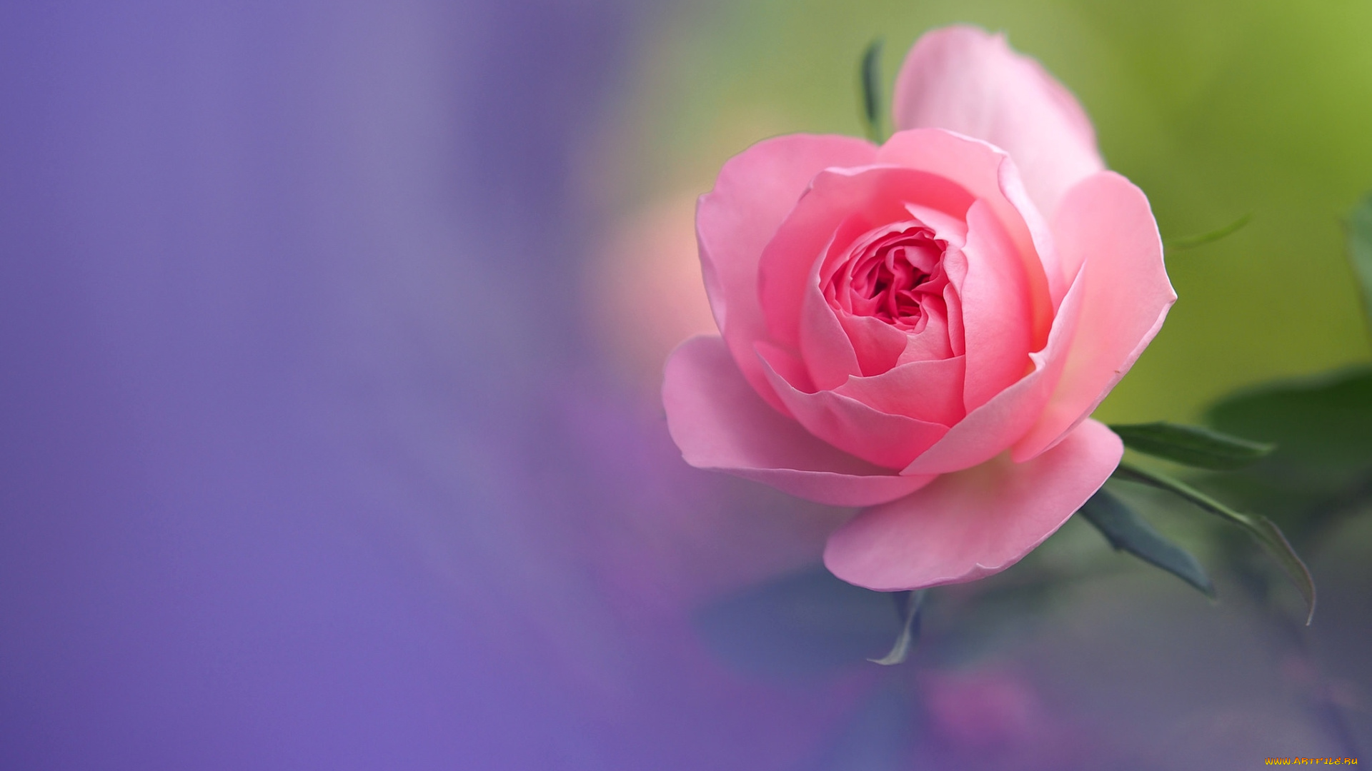 цветы, розы, боке, розовый