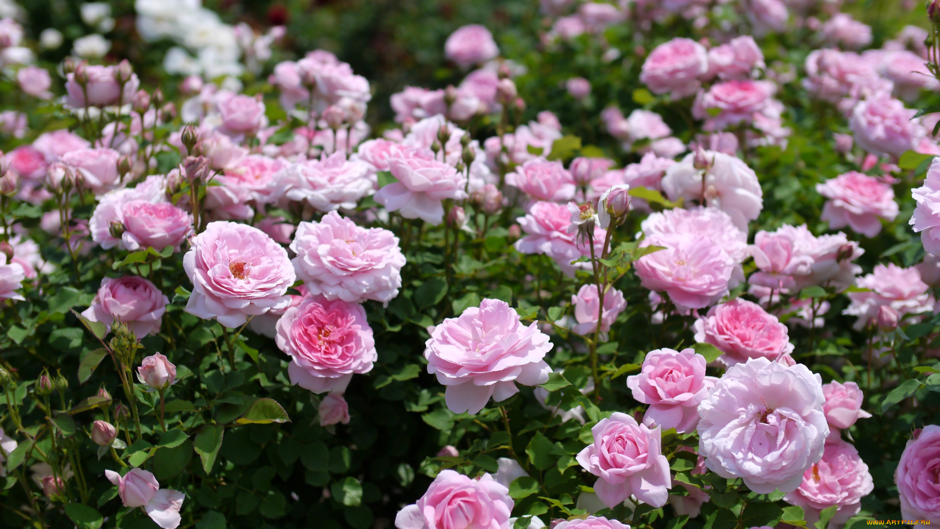 цветы, розы, розарий