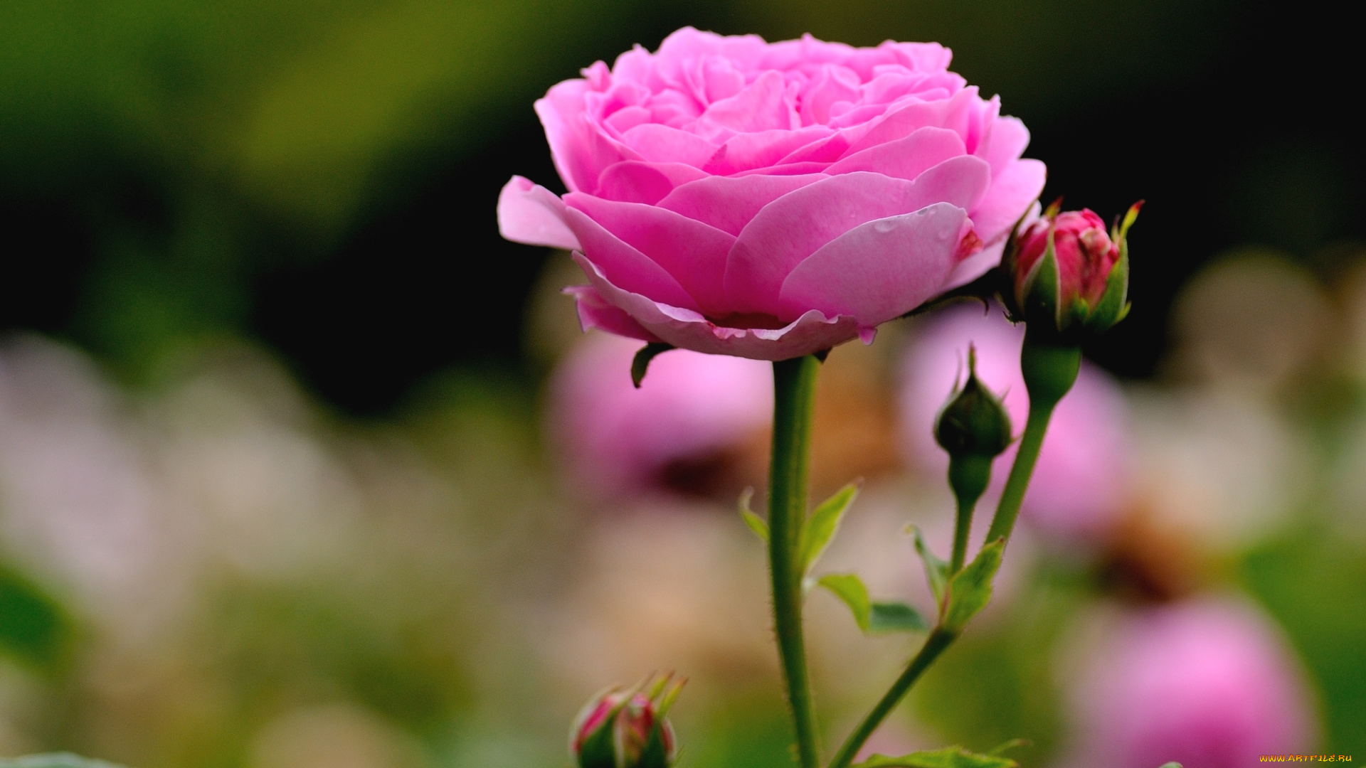 цветы, розы, розовый