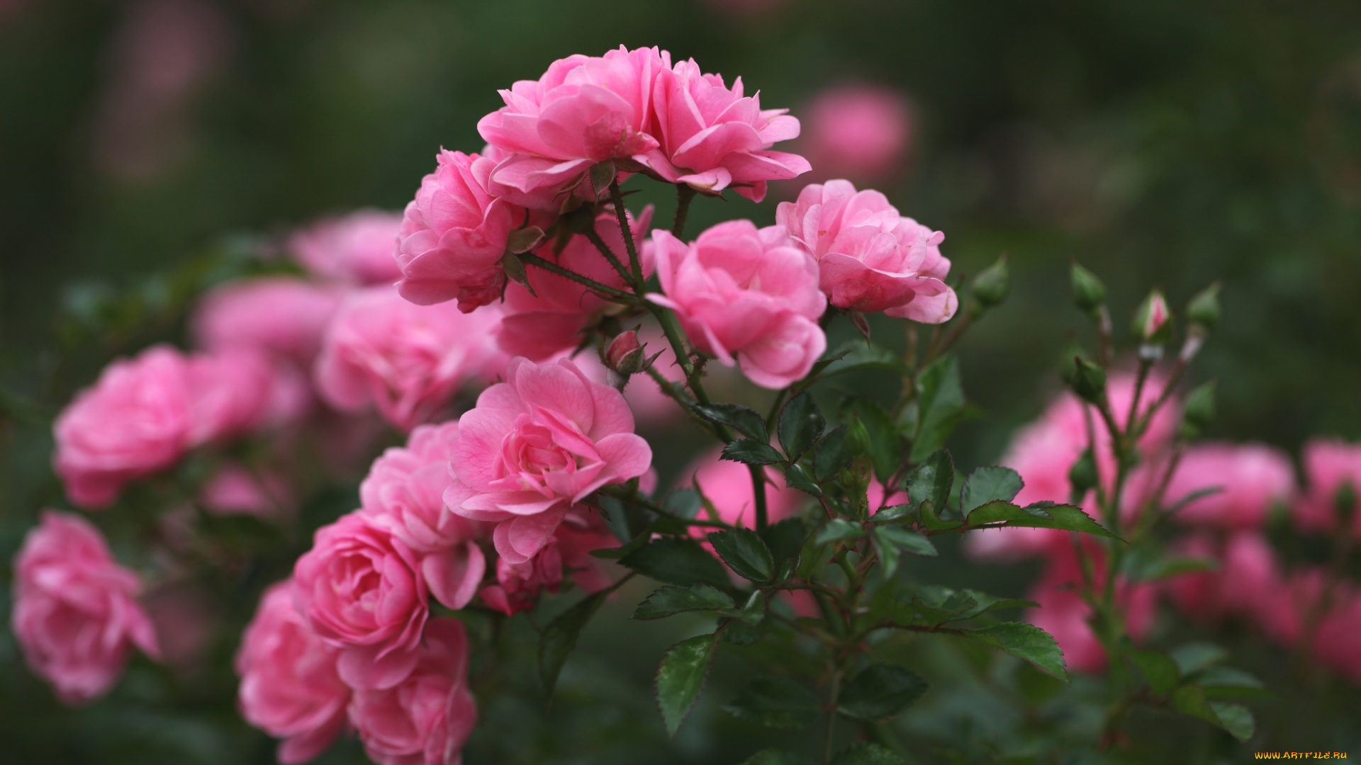 цветы, розы, розовый