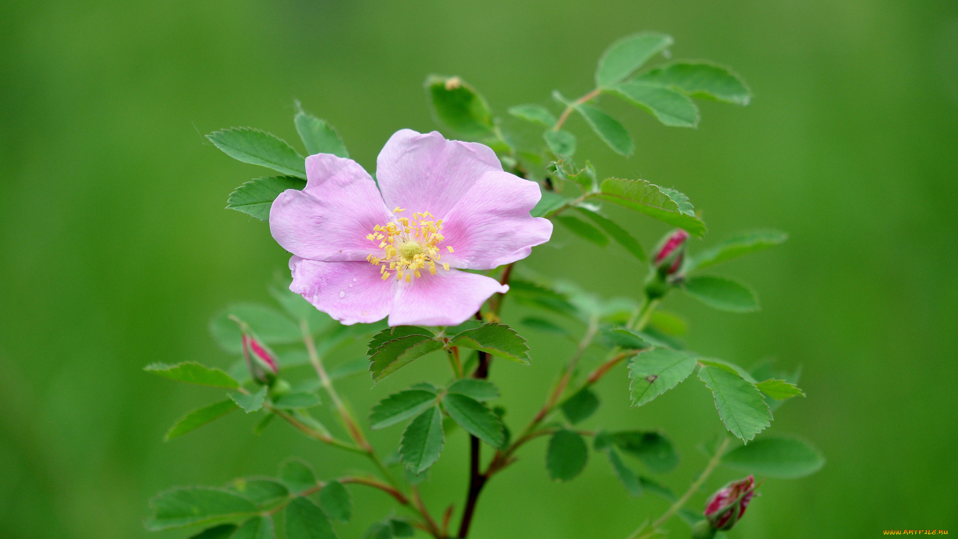цветы, шиповник, розовый