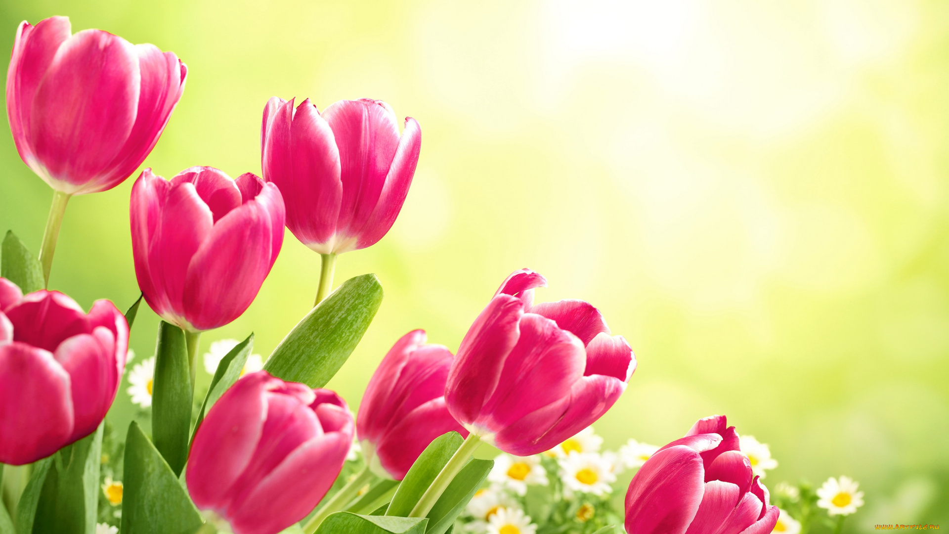 цветы, тюльпаны, flowers, tulips, fresh, spring