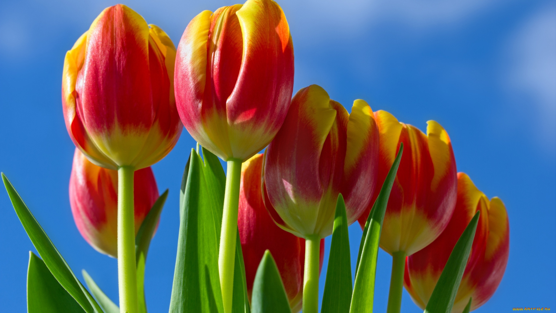 цветы, тюльпаны, небо, бутоны