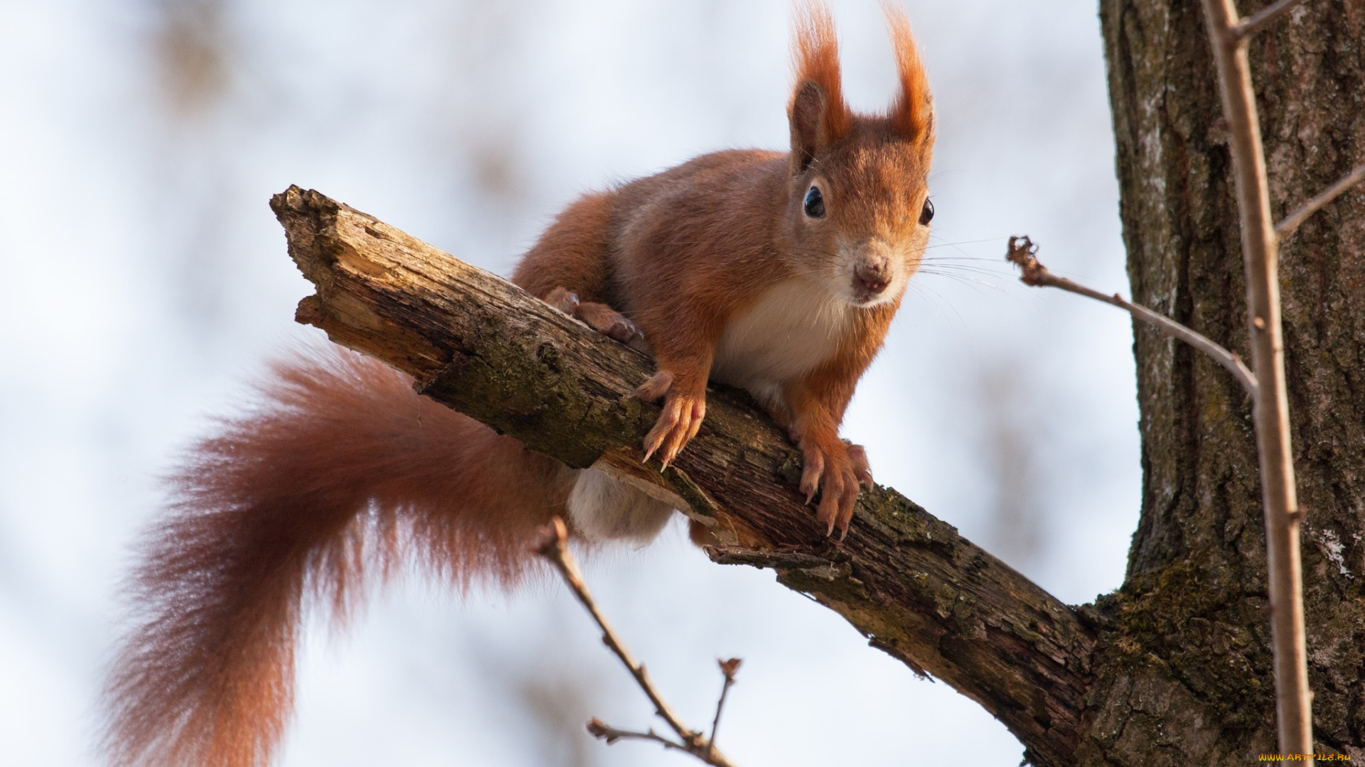 животные, белки, хвост, зверек