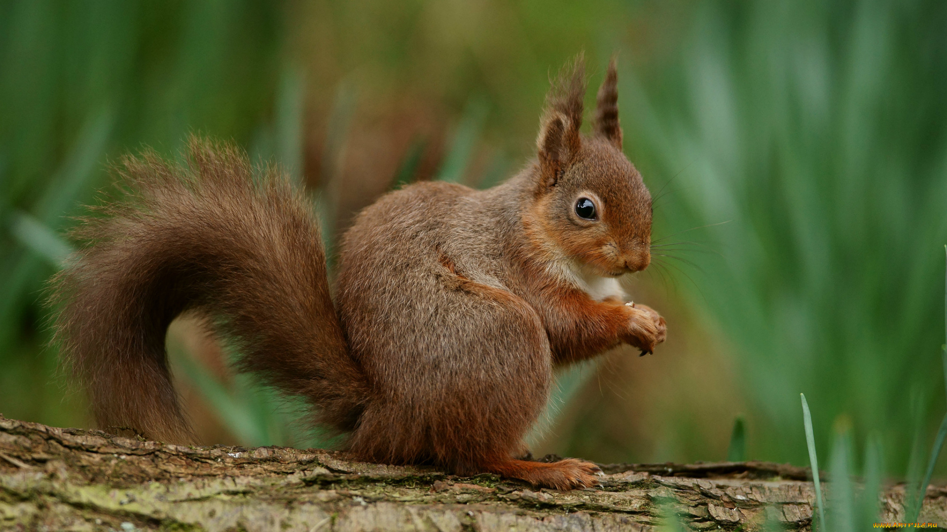 животные, белки, зверек