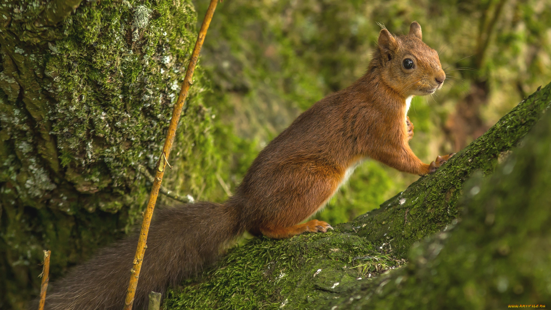 животные, белки, зверек