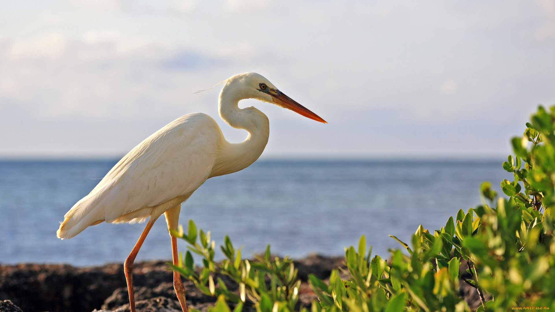 животные, цапли, цапля, белая