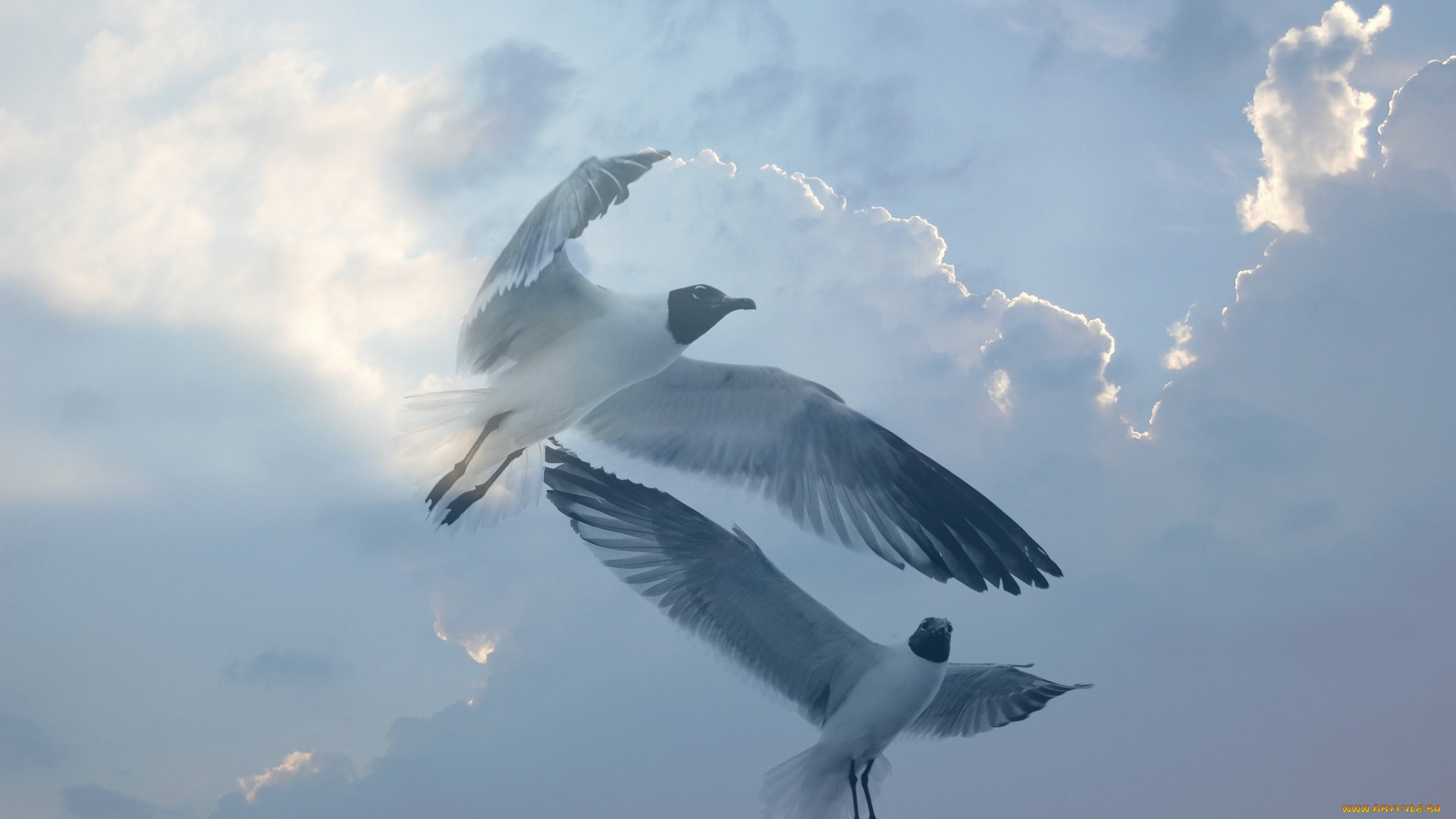 животные, Чайки, , бакланы, , крачки, полет