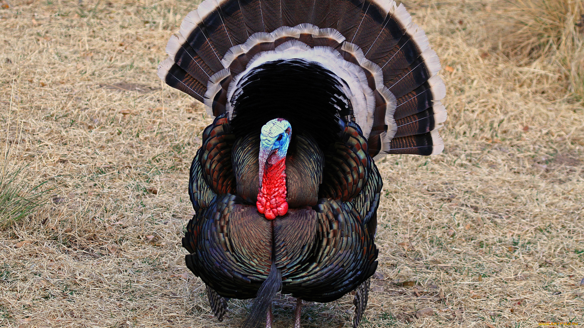 животные, индюки, лужайка, хвост, индюк
