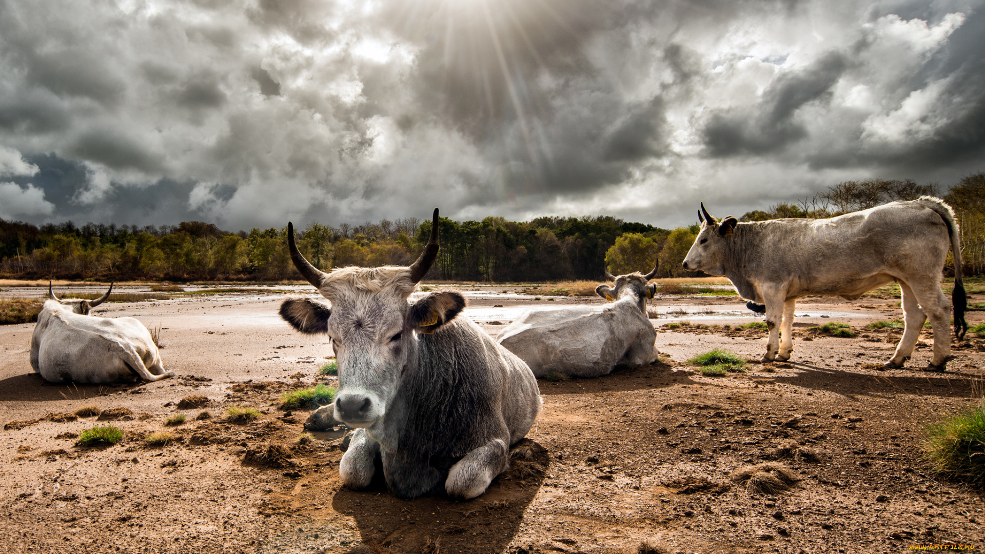 животные, коровы, , буйволы, поле, рога, быки