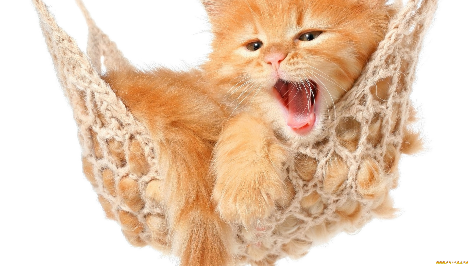 животные, коты, гамак, рыжий, котёнок