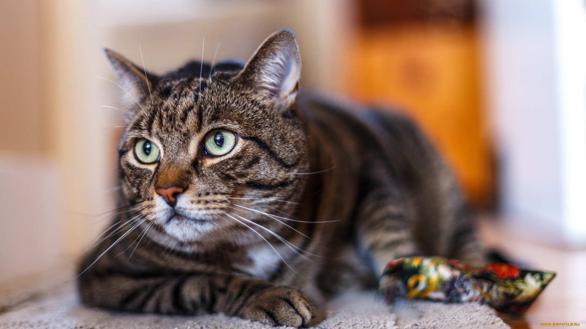 животные, коты, кот, взгляд, морда