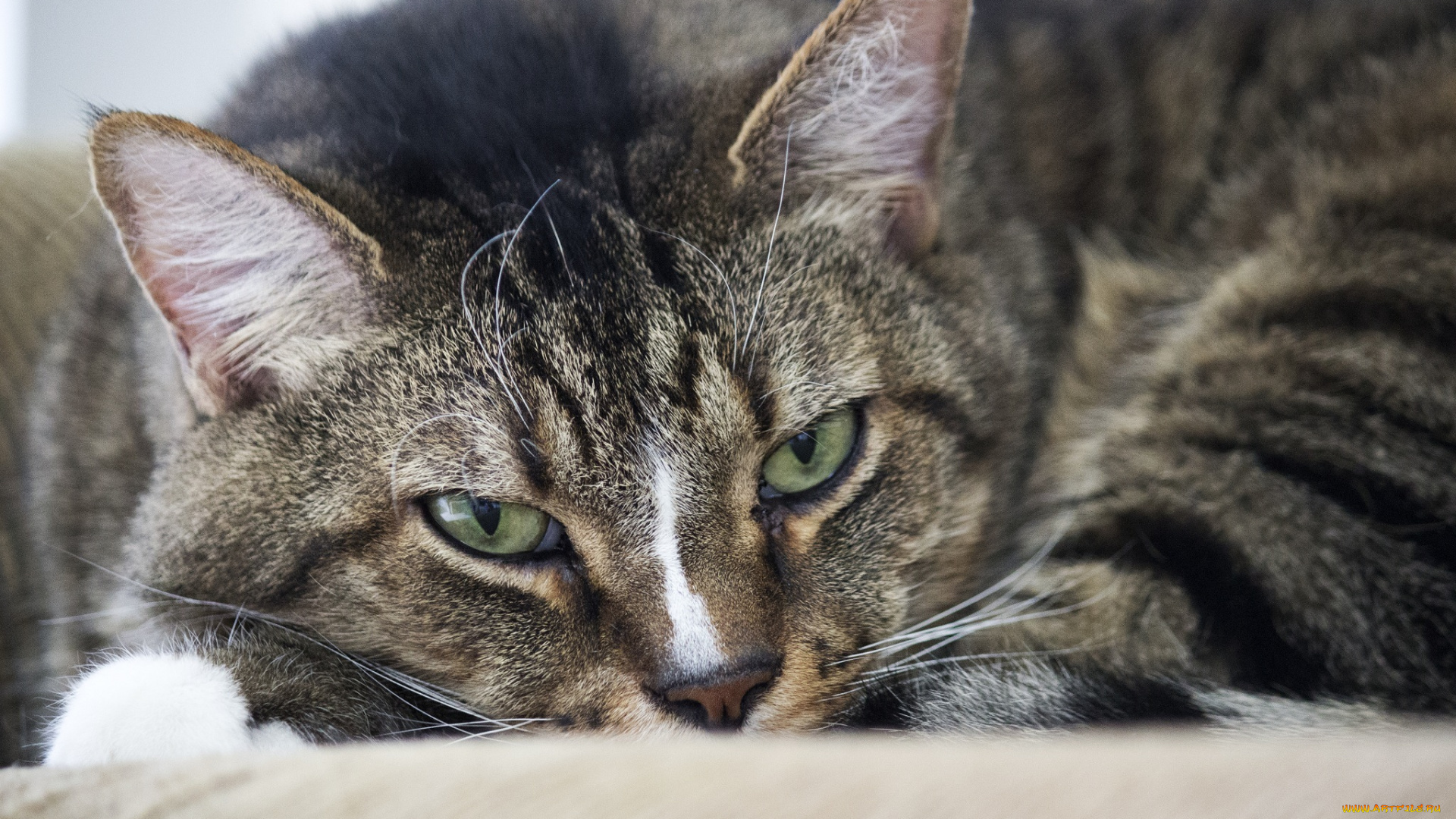 животные, коты, лежит, глаза, морда, кошка