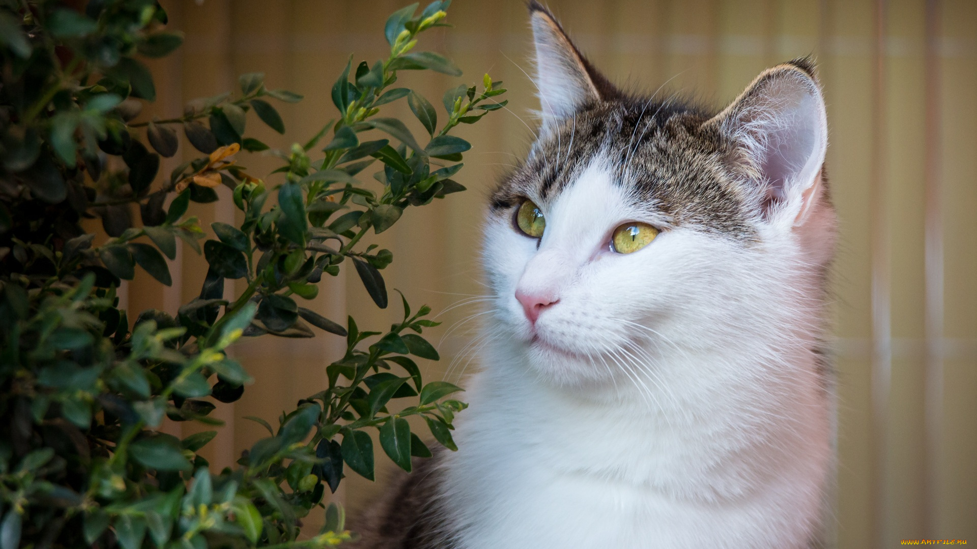 животные, коты, морда, кошка, листва