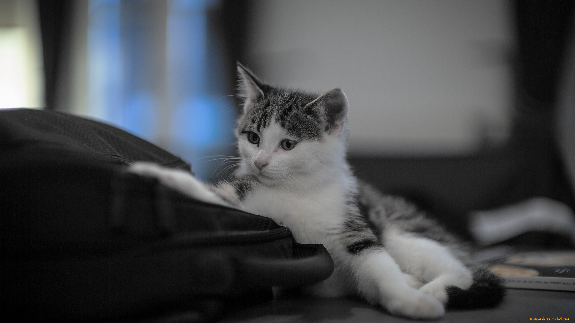 животные, коты, мордочка, малыш, котенок