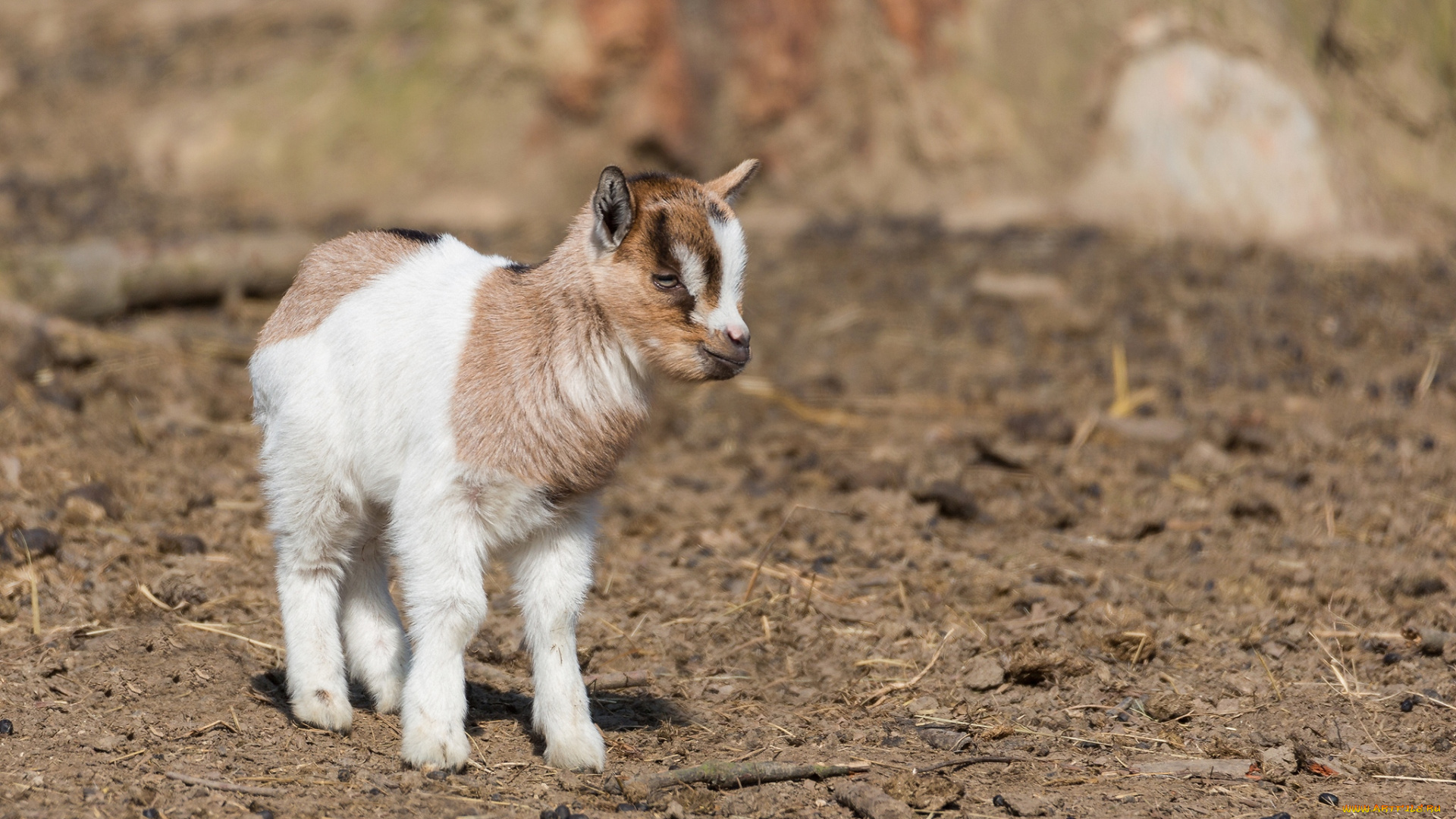 животные, козы, малыш