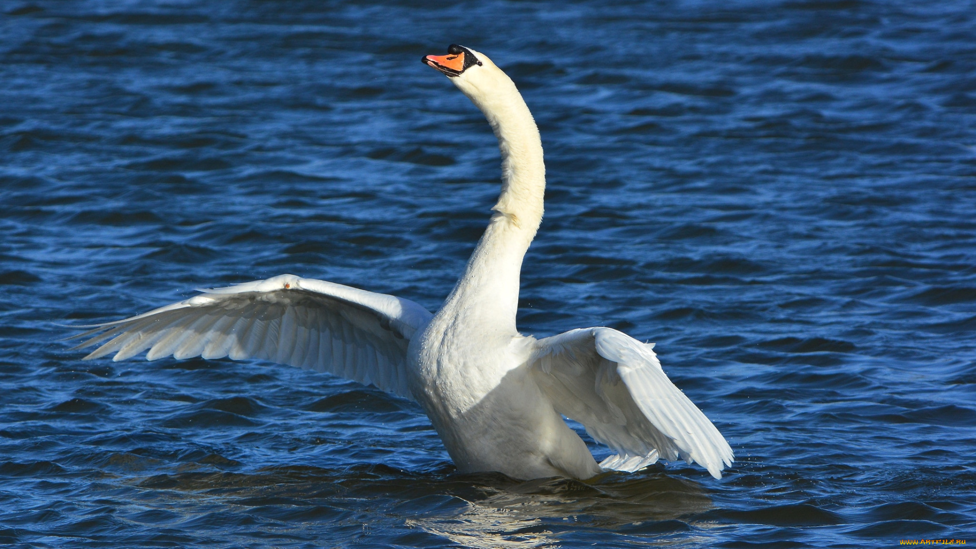 животные, лебеди, крылья
