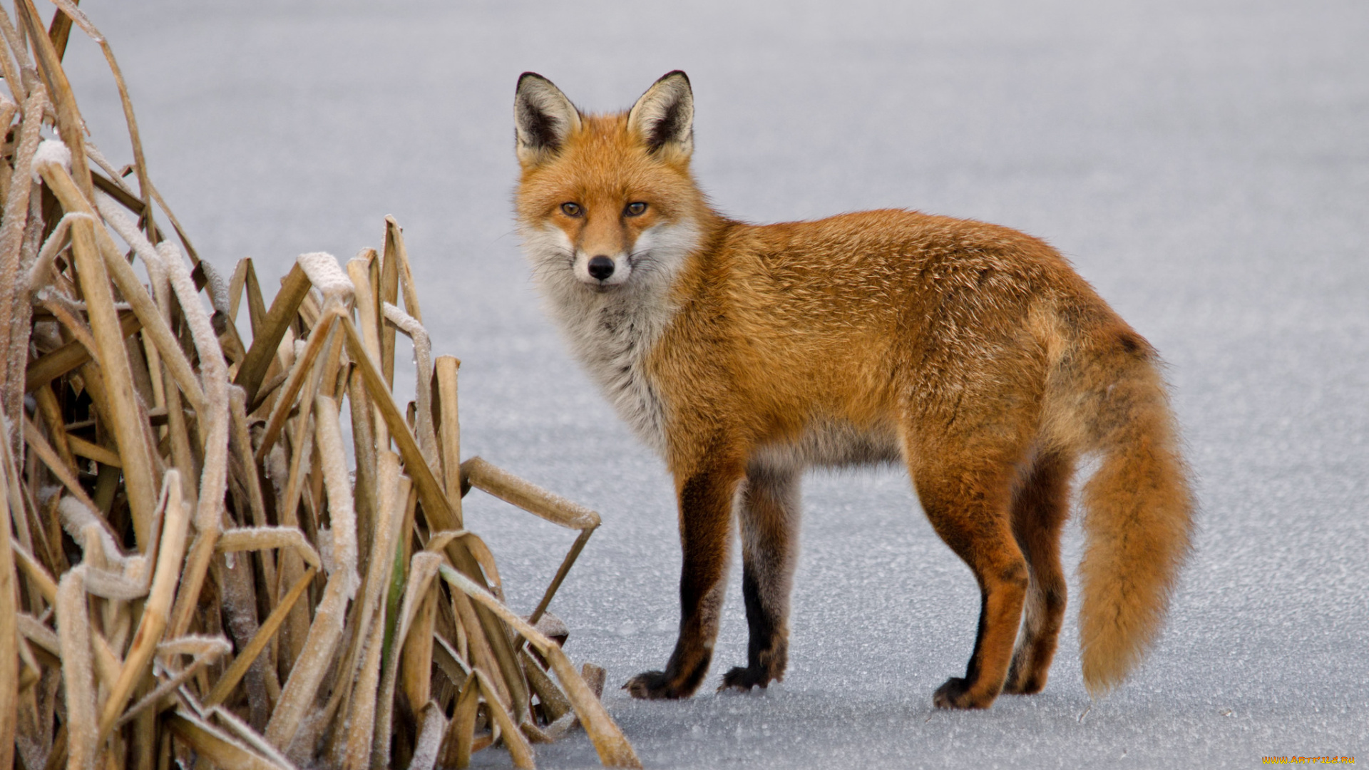 животные, лисы, снег, лисичка, трава
