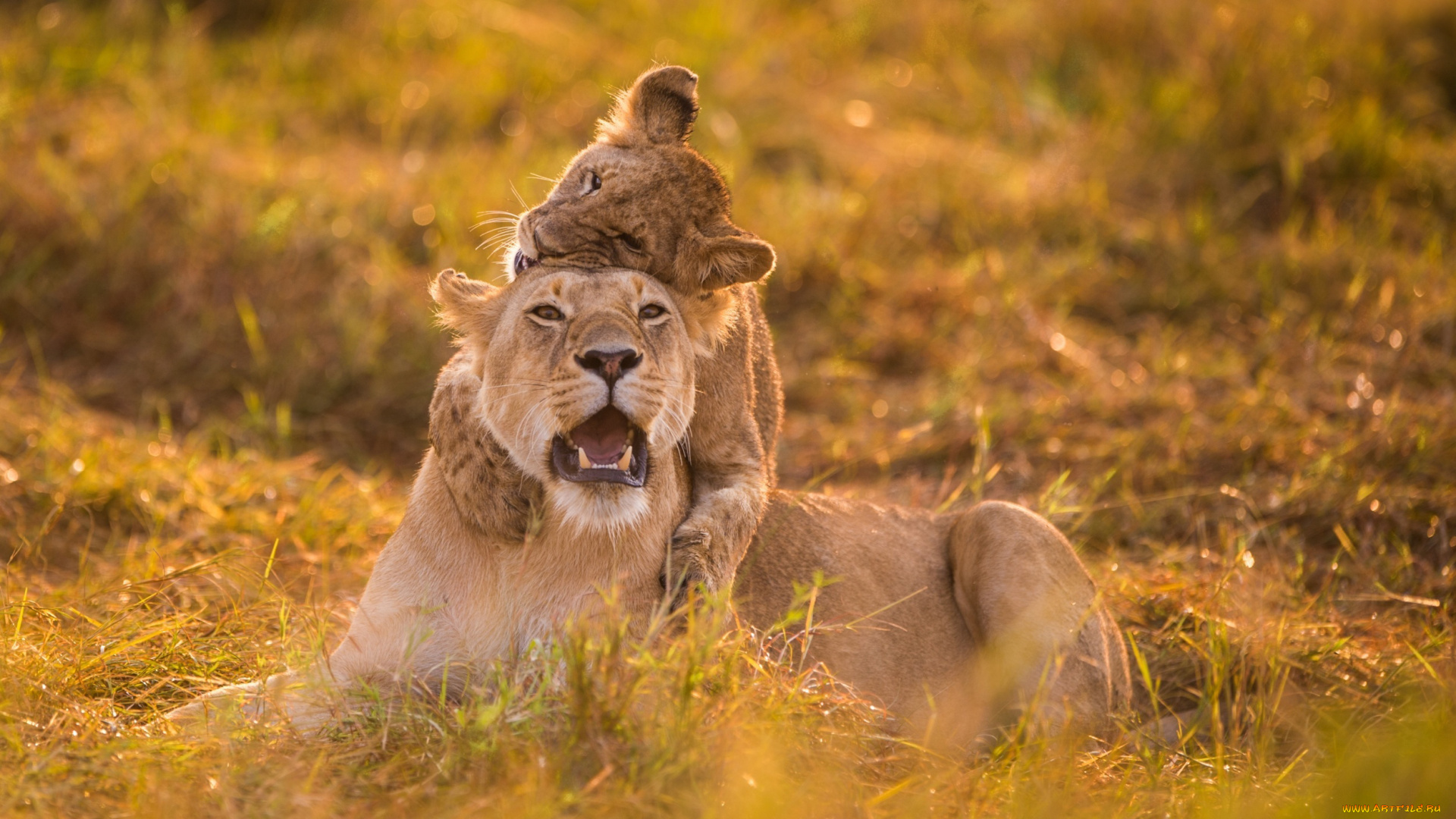 животные, львы, львёнок, львица, игра