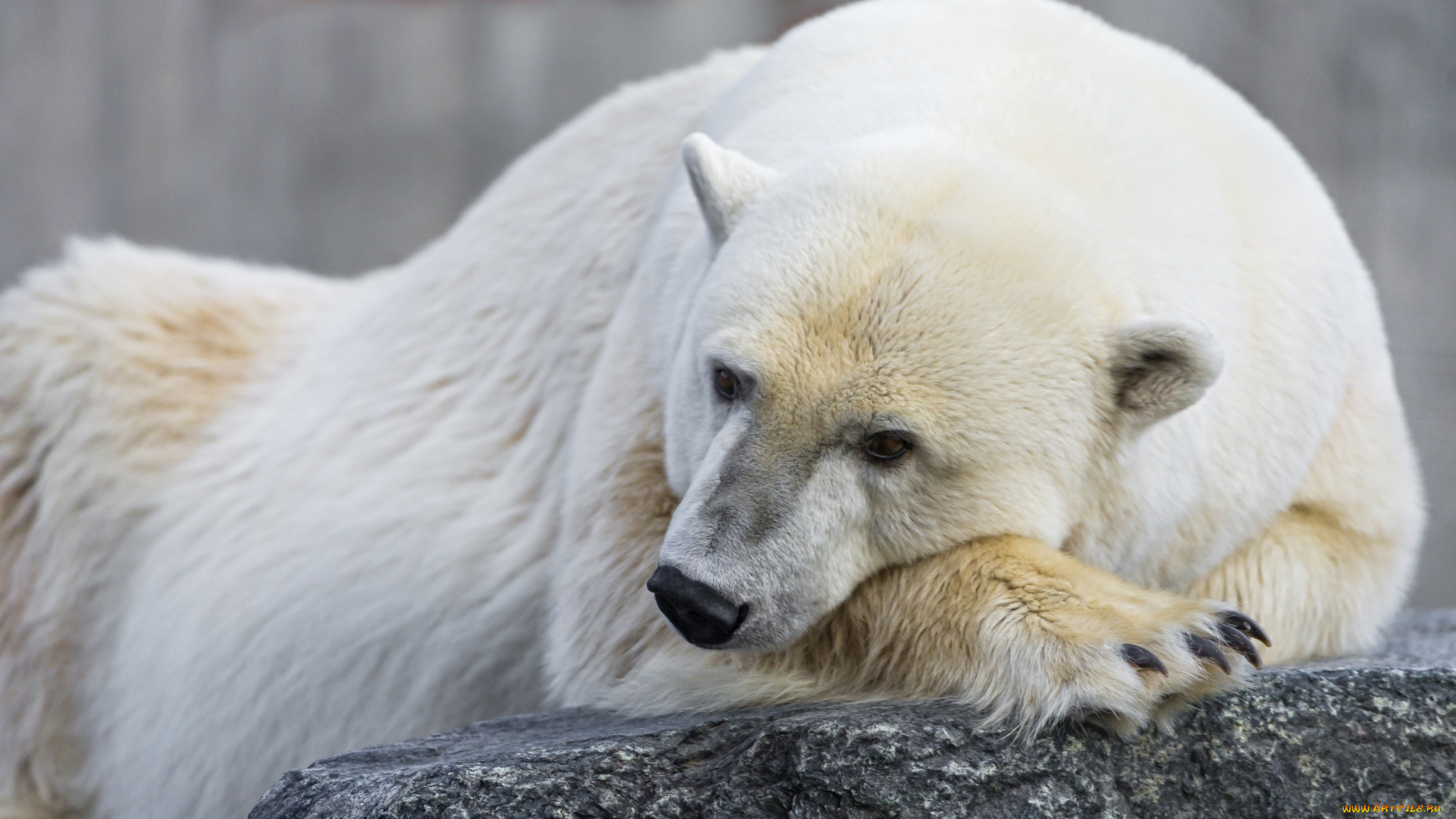 животные, медведи, задумчивый