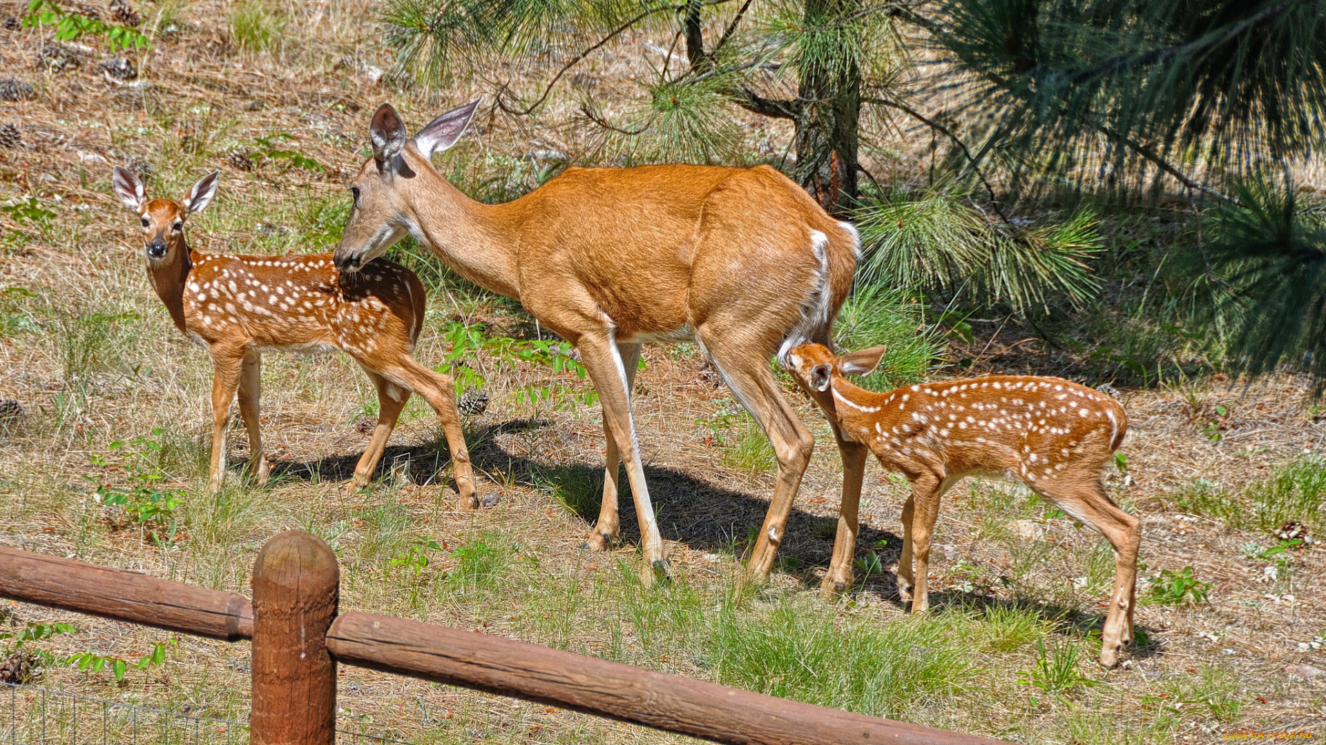 животные, олени, пятнистые, вольер