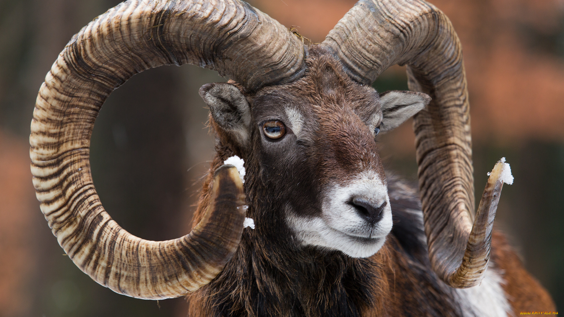 животные, овцы, , бараны, рога