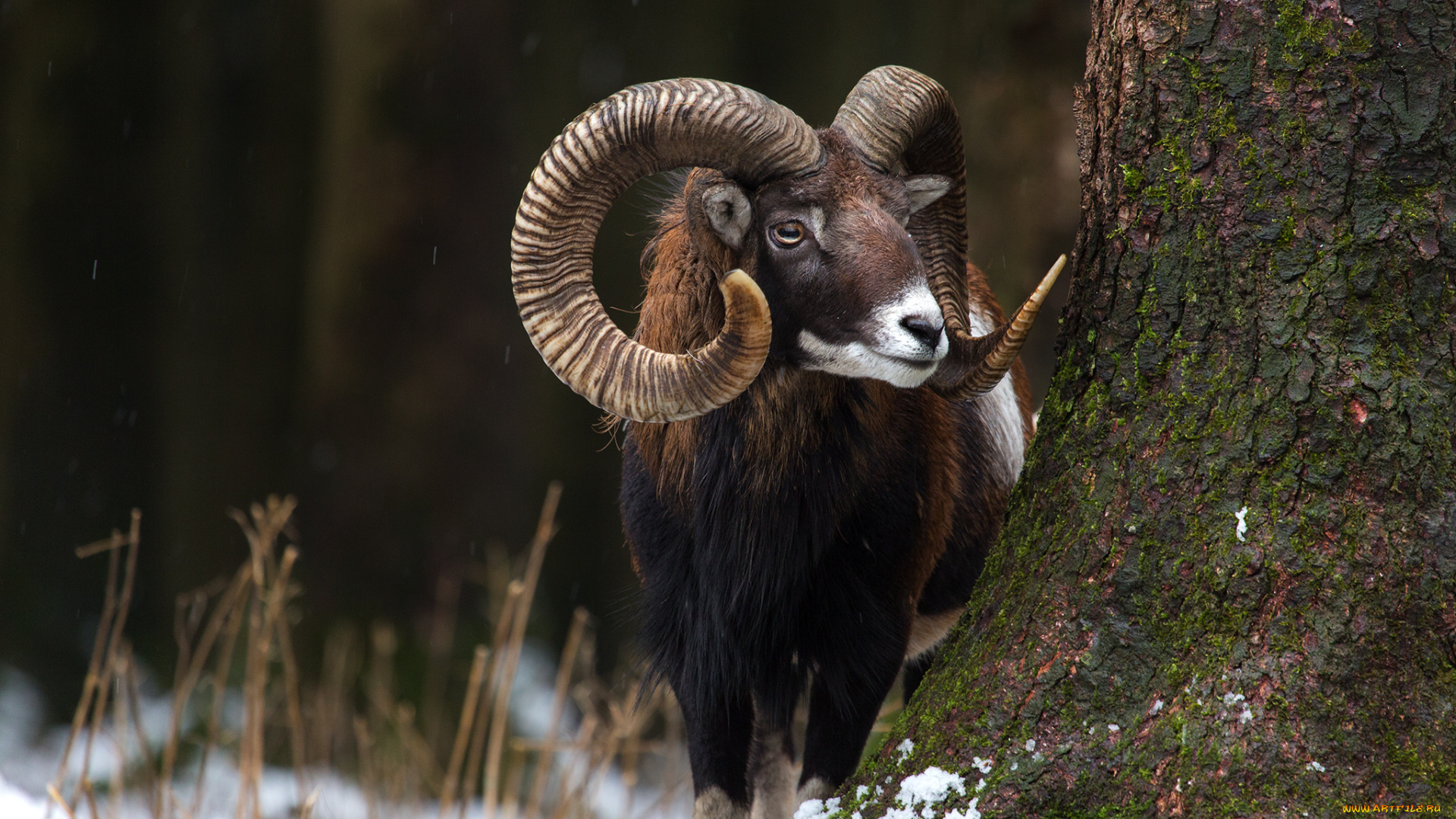 животные, овцы, , бараны, рога