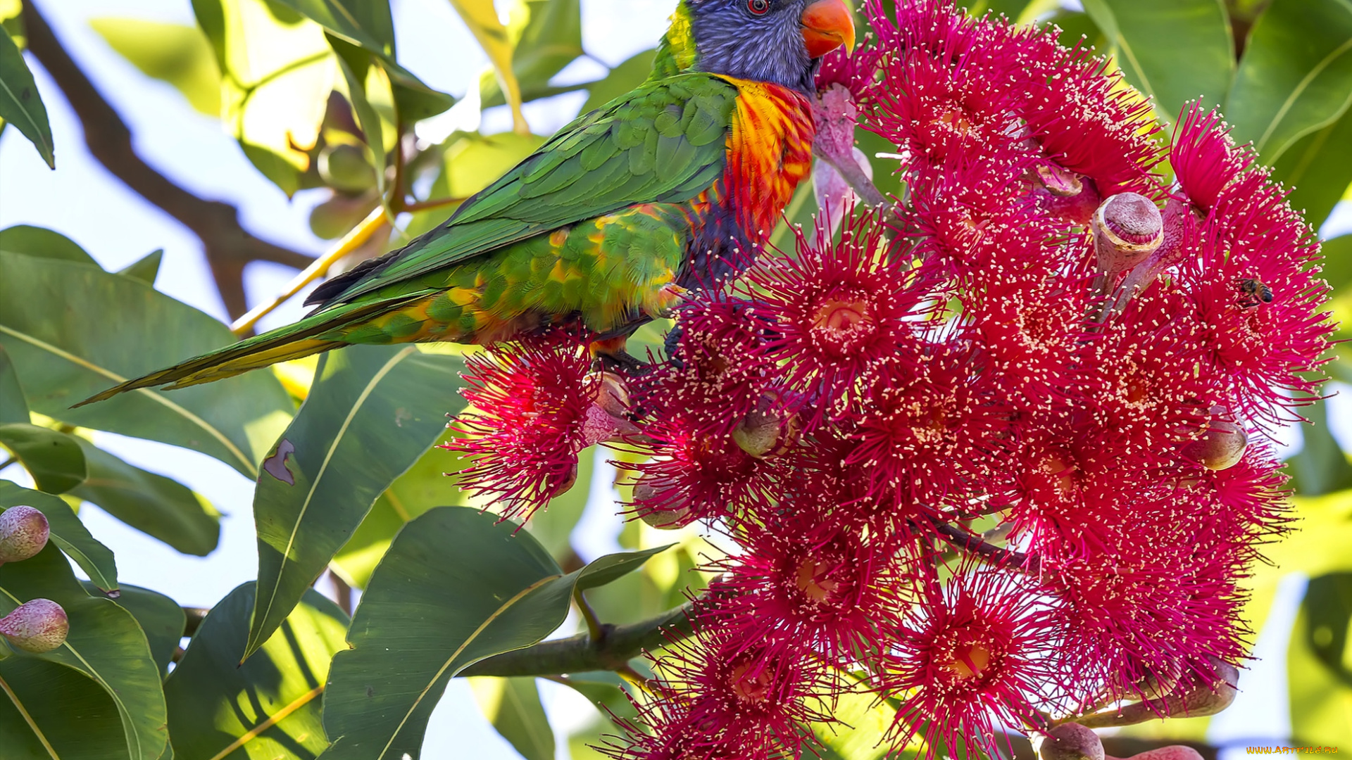 животные, попугаи, красивый
