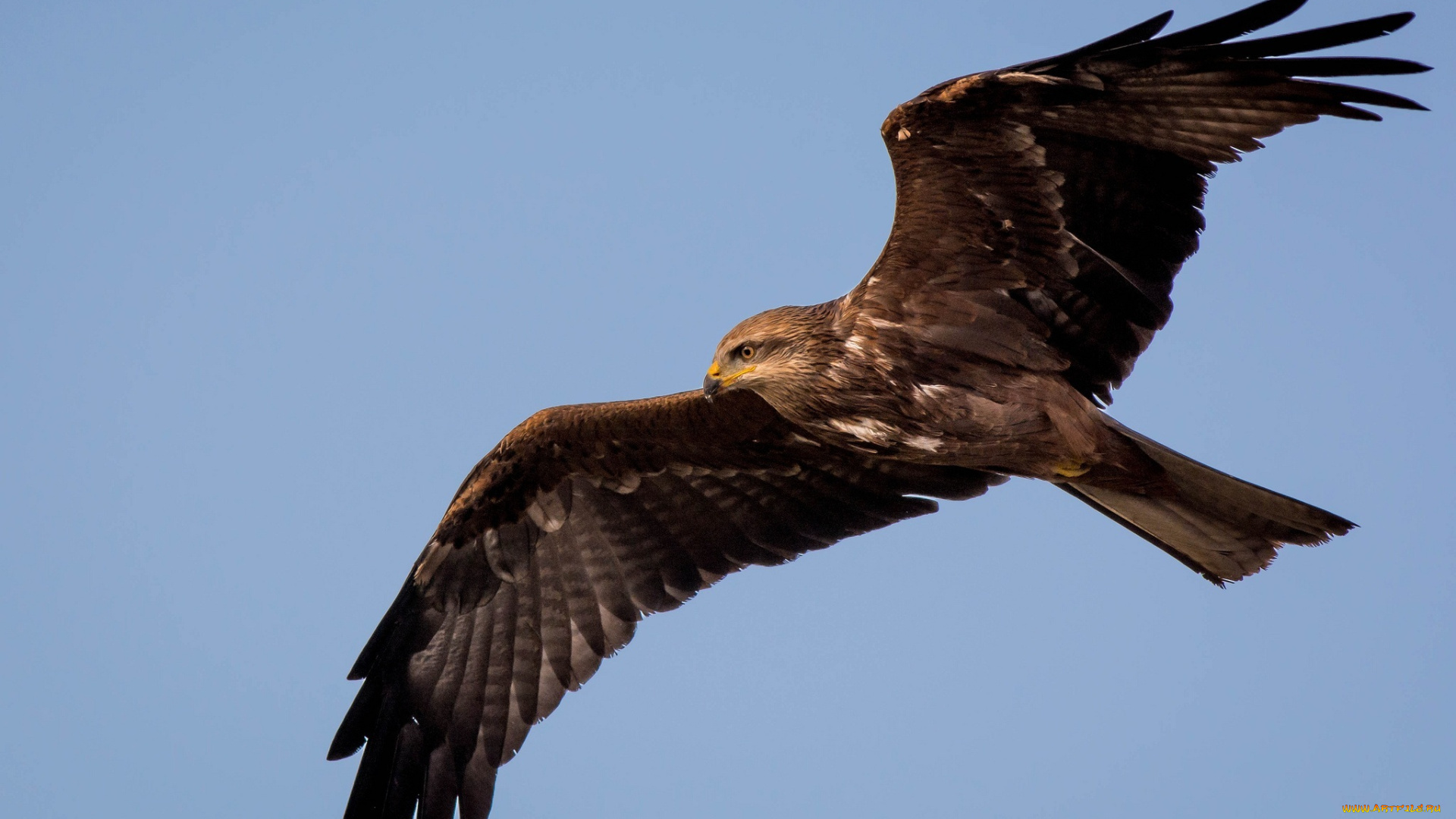 животные, птицы, -, хищники, небо, полет, крылья, хищник, ястреб, свобода