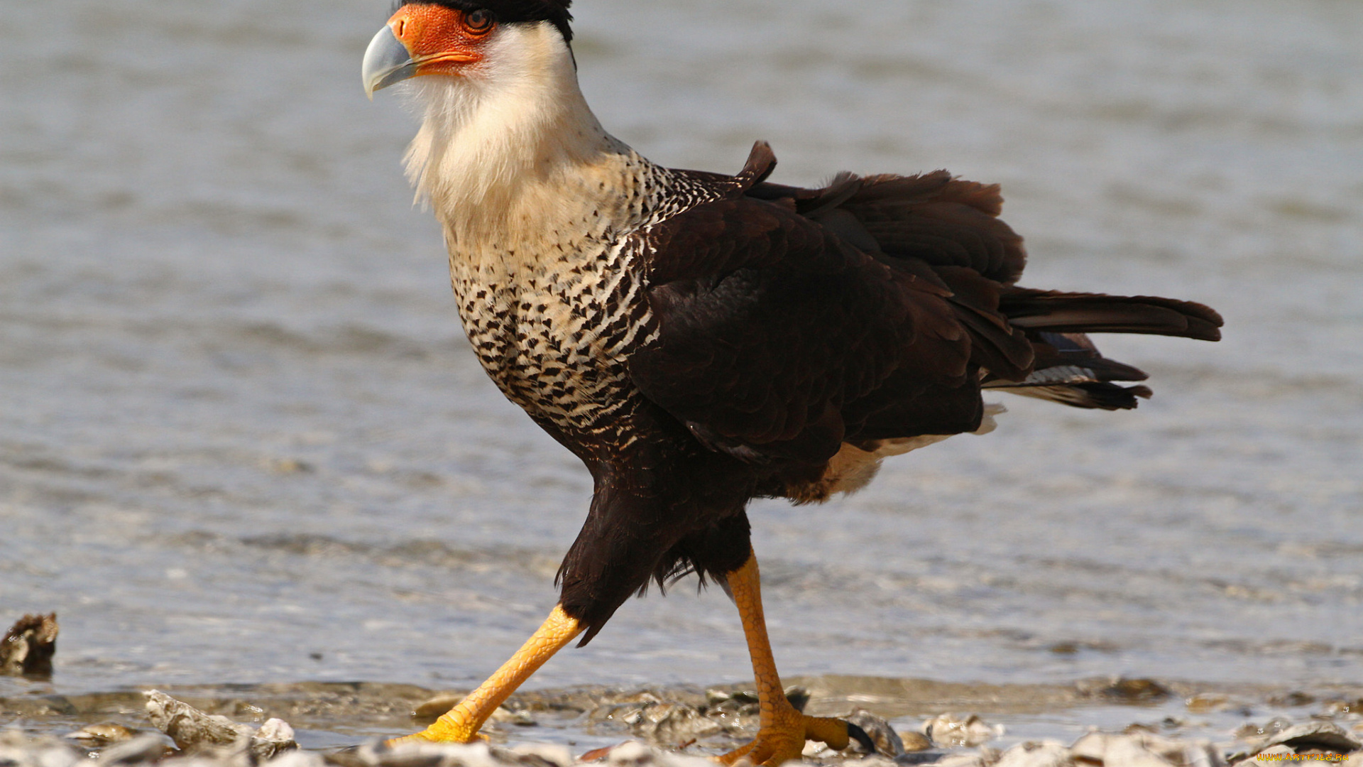 животные, птицы, -, хищники, птица, клюв, оперение