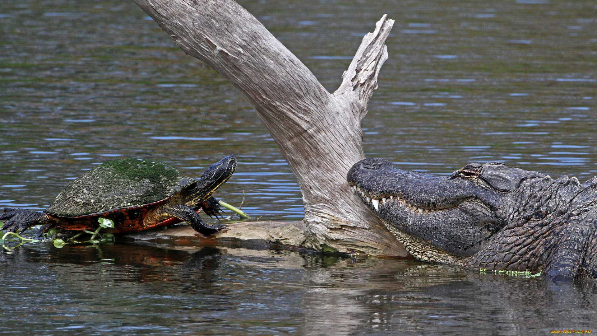 животные, разные, вместе, крокодил, черепаха, река, бревно