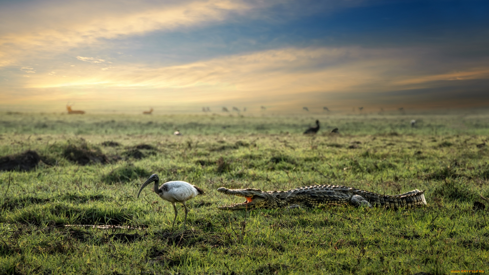 животные, разные, вместе, природа, птица, крокодил