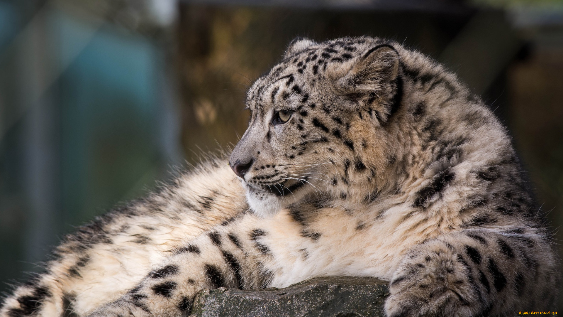 животные, снежный, барс, , ирбис, профиль, камни, мех, отдых, кошка
