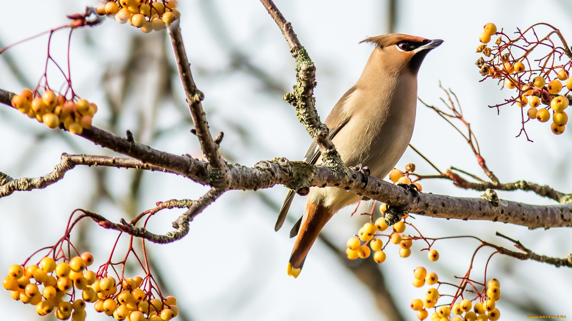 животные, свиристели, ягоды