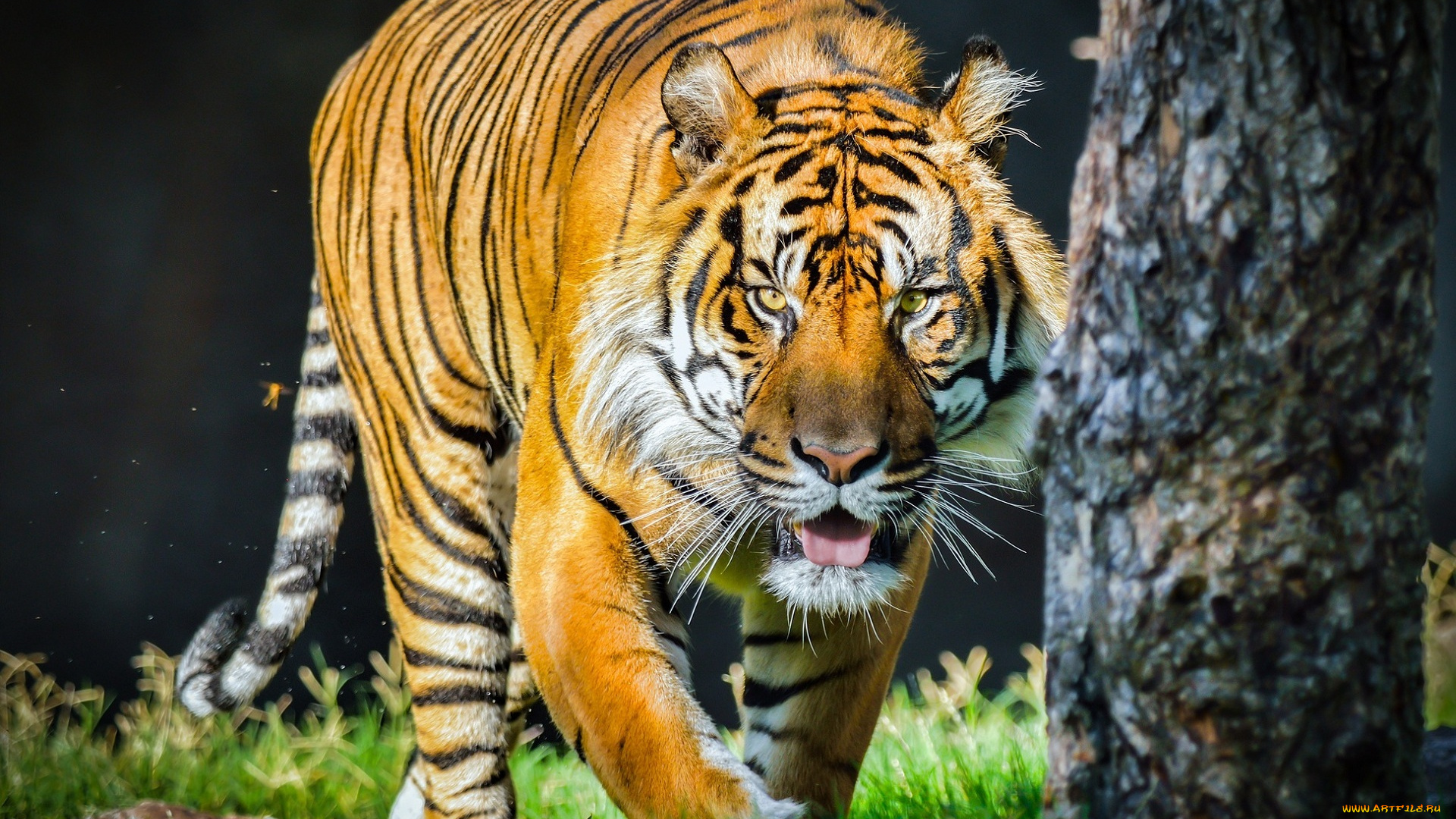 животные, тигры, морда, кошка, солнце, язык