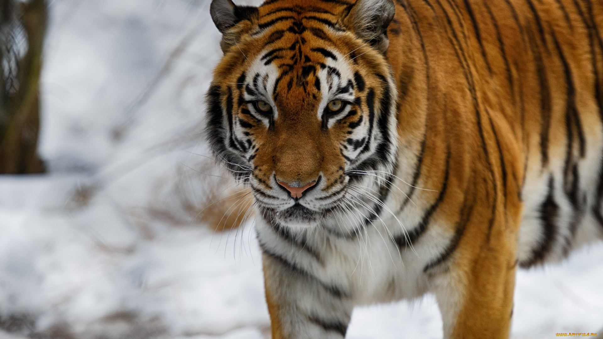 животные, тигры, зима, морда, кошка