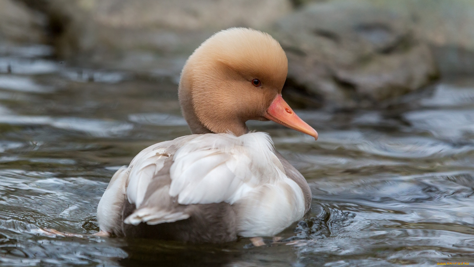 животные, утки, уточка