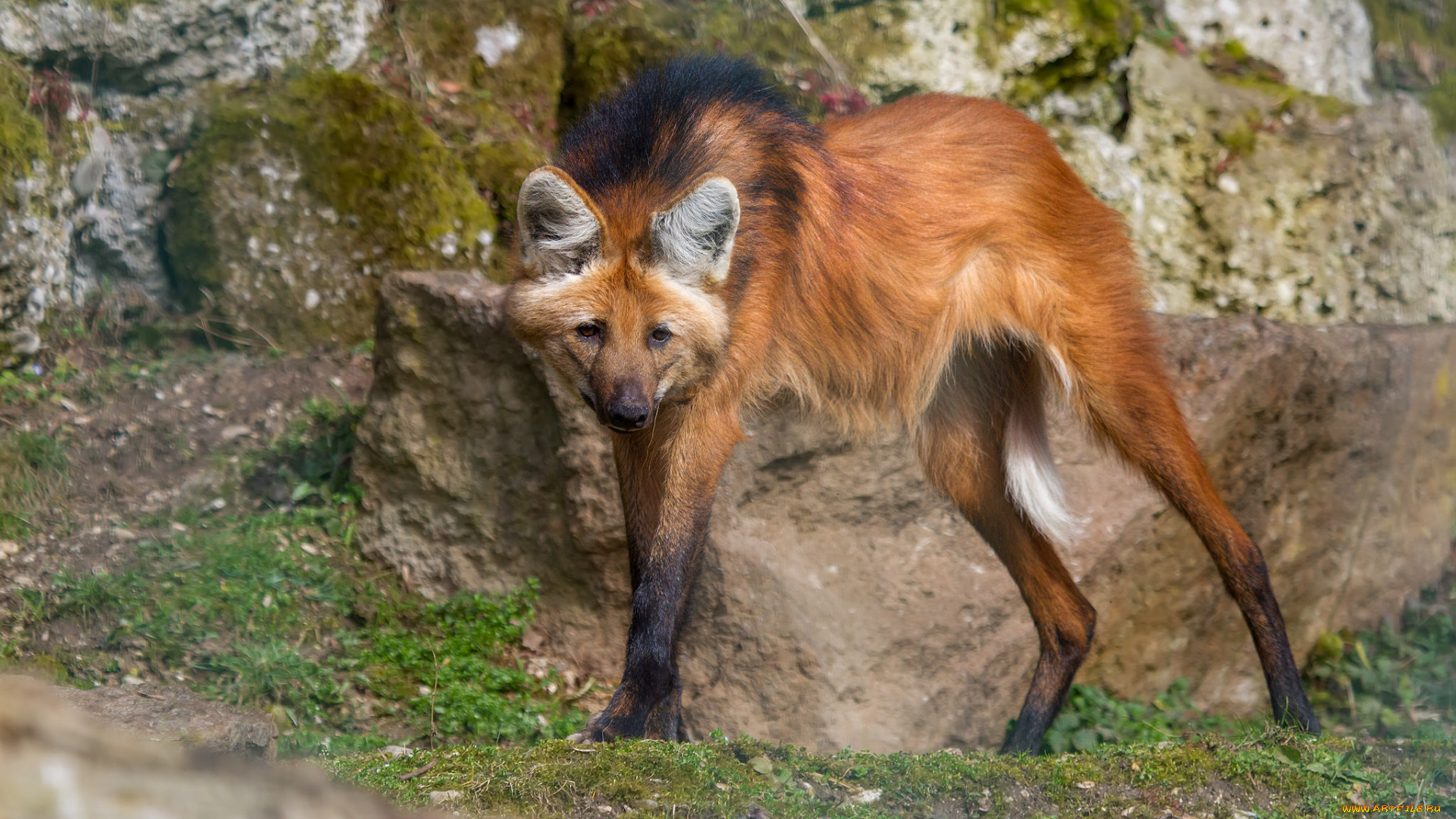 животные, волки, , койоты, , шакалы, гривистый, волк, рыжий