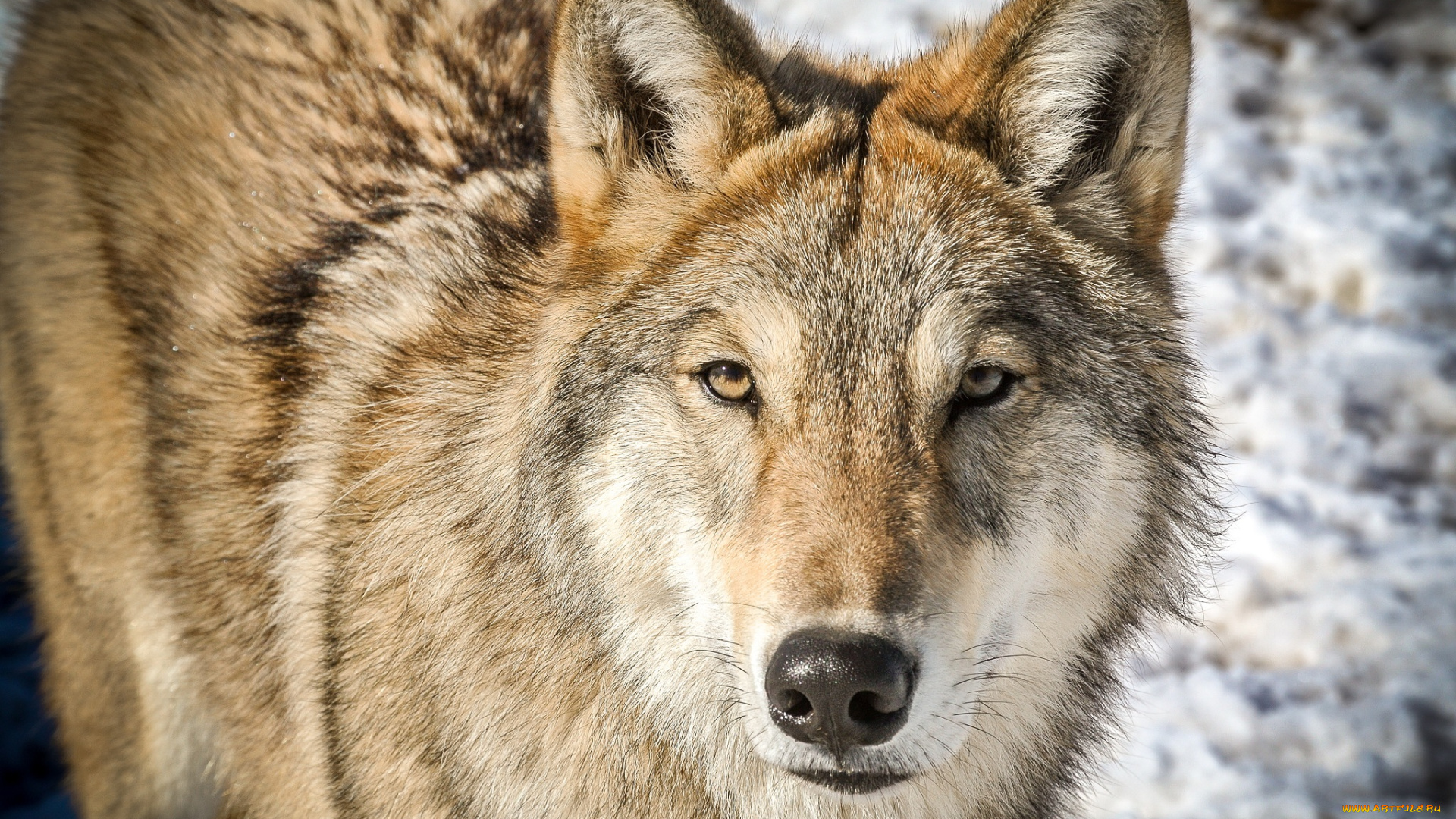 животные, волки, , койоты, , шакалы, интерес, внимание, морда, волк