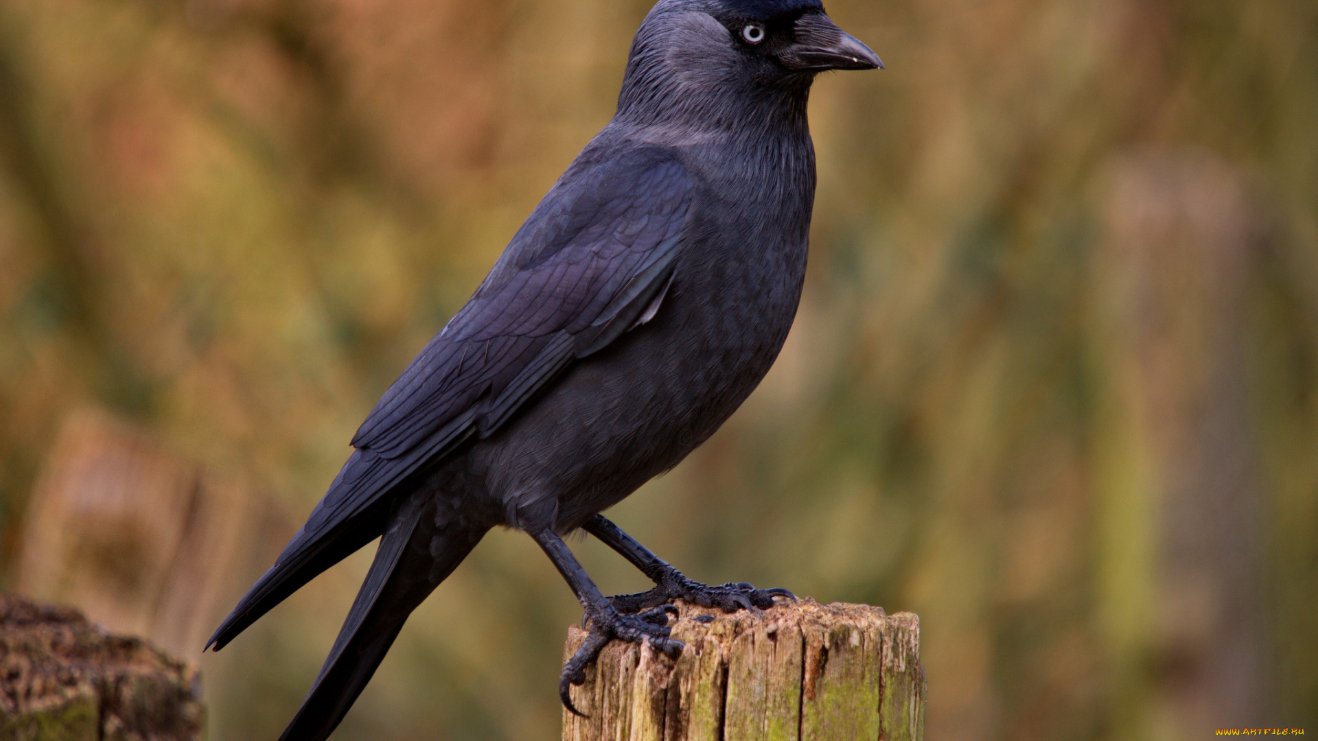 животные, вороны, , грачи, , галки, галка, пенёк