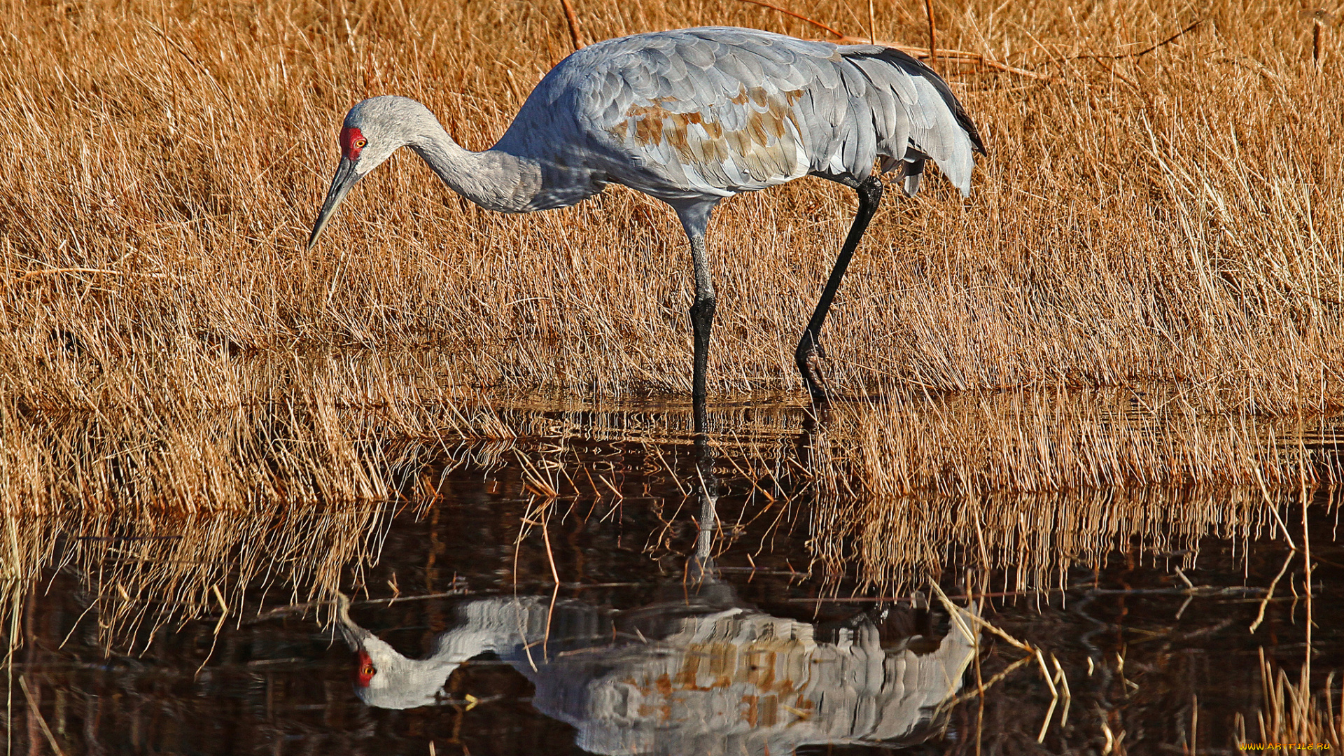 животные, журавли, журавль, водоём