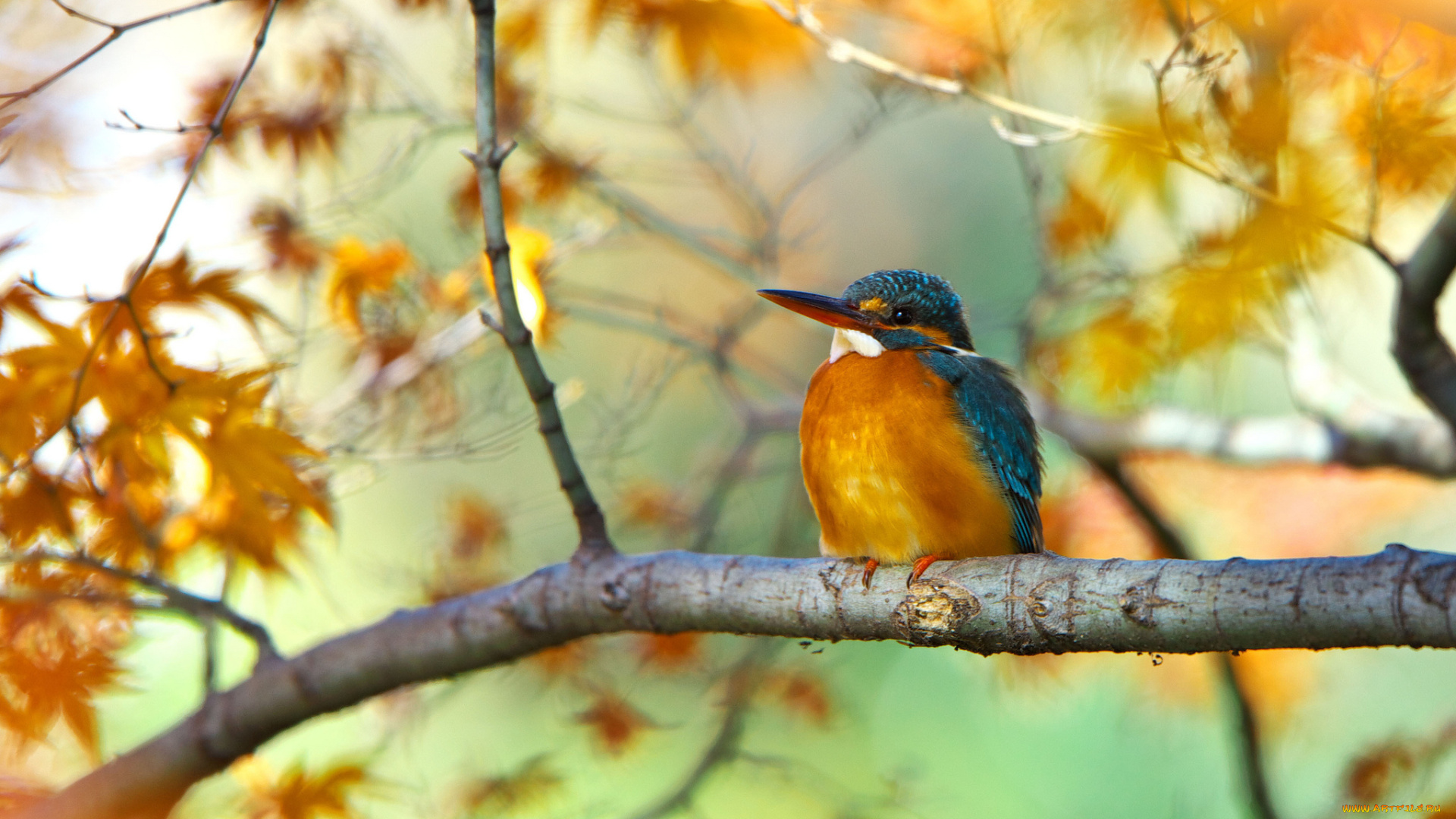 животные, зимородки, птица, осенние, листья, дерево, ветка
