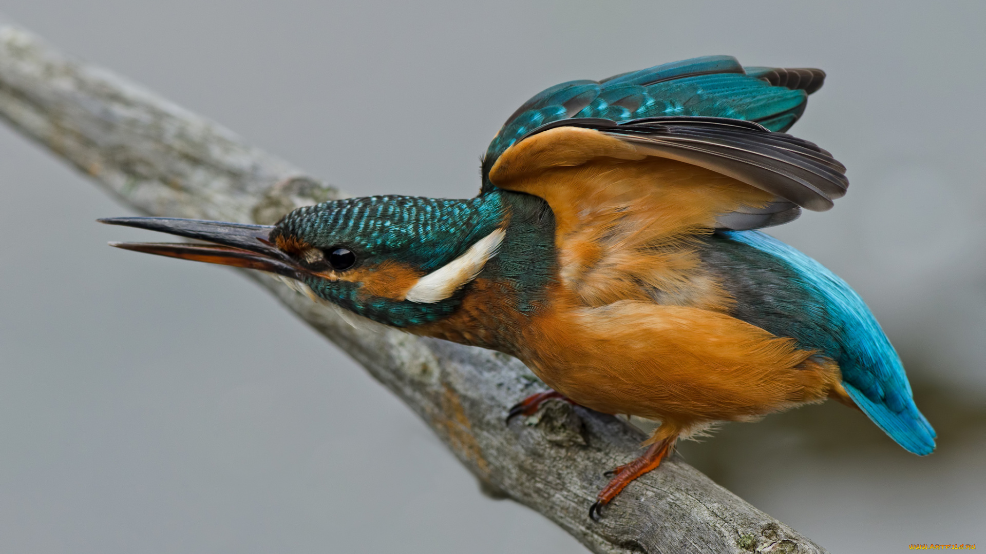 животные, зимородки, рыболов, сучок