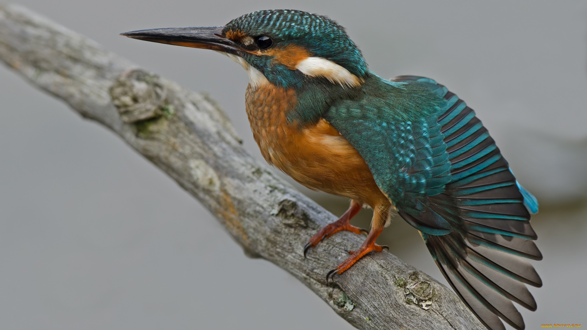 животные, зимородки, сучок, рыболов