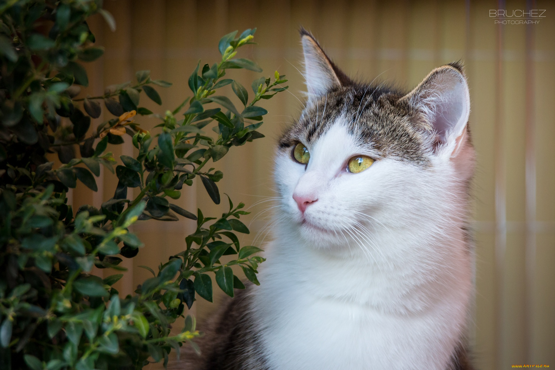 животные, коты, морда, кошка, листва