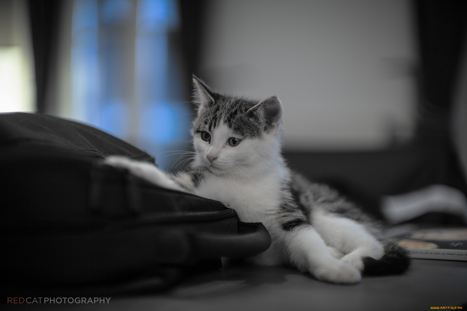 животные, коты, мордочка, малыш, котенок