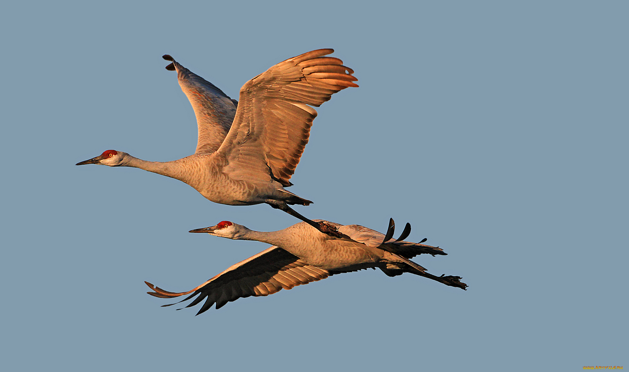 животные, журавли, полет, крылья