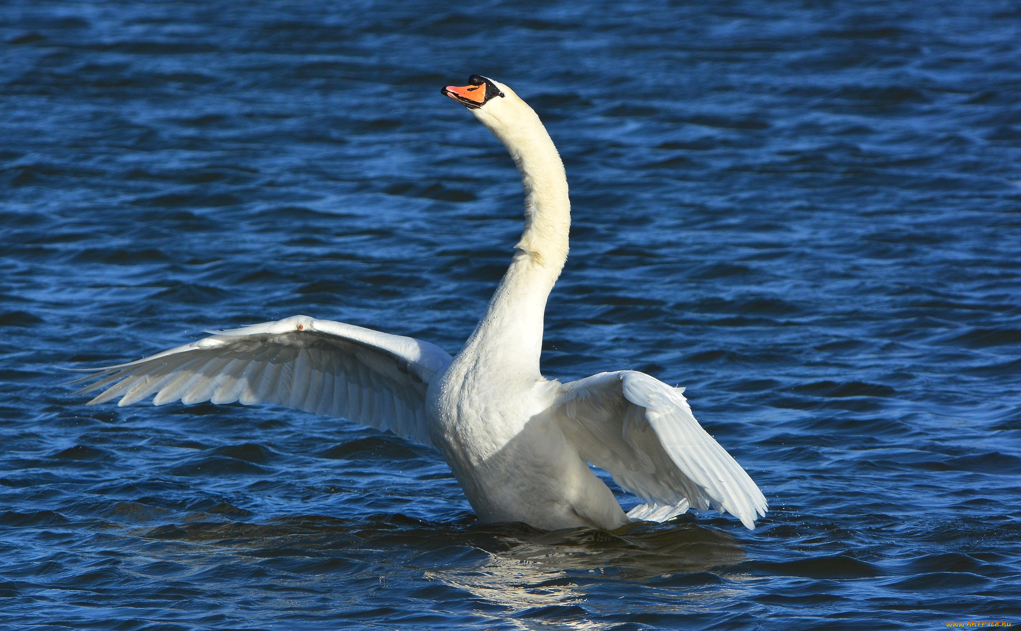 животные, лебеди, крылья