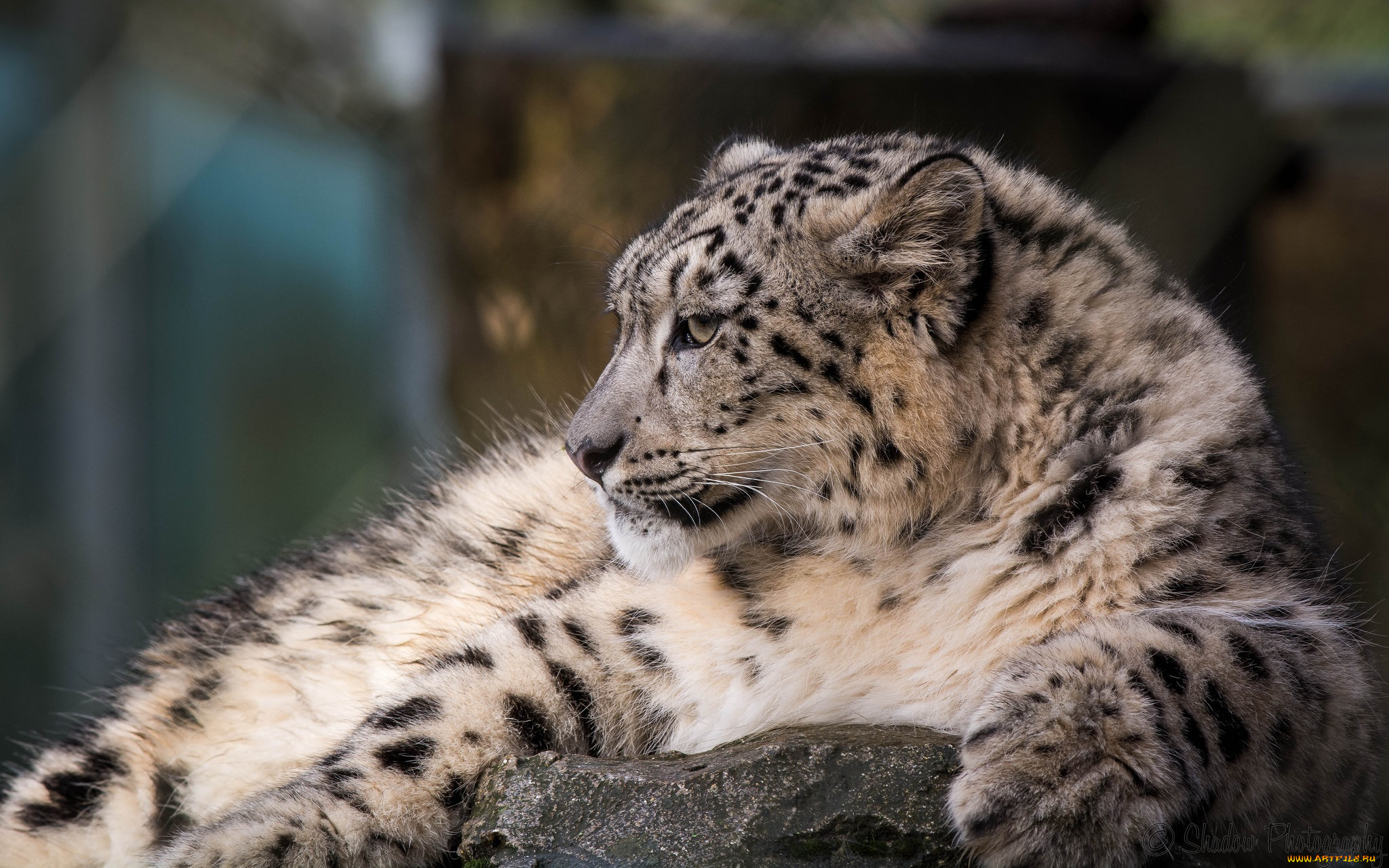 животные, снежный, барс, , ирбис, профиль, камни, мех, отдых, кошка